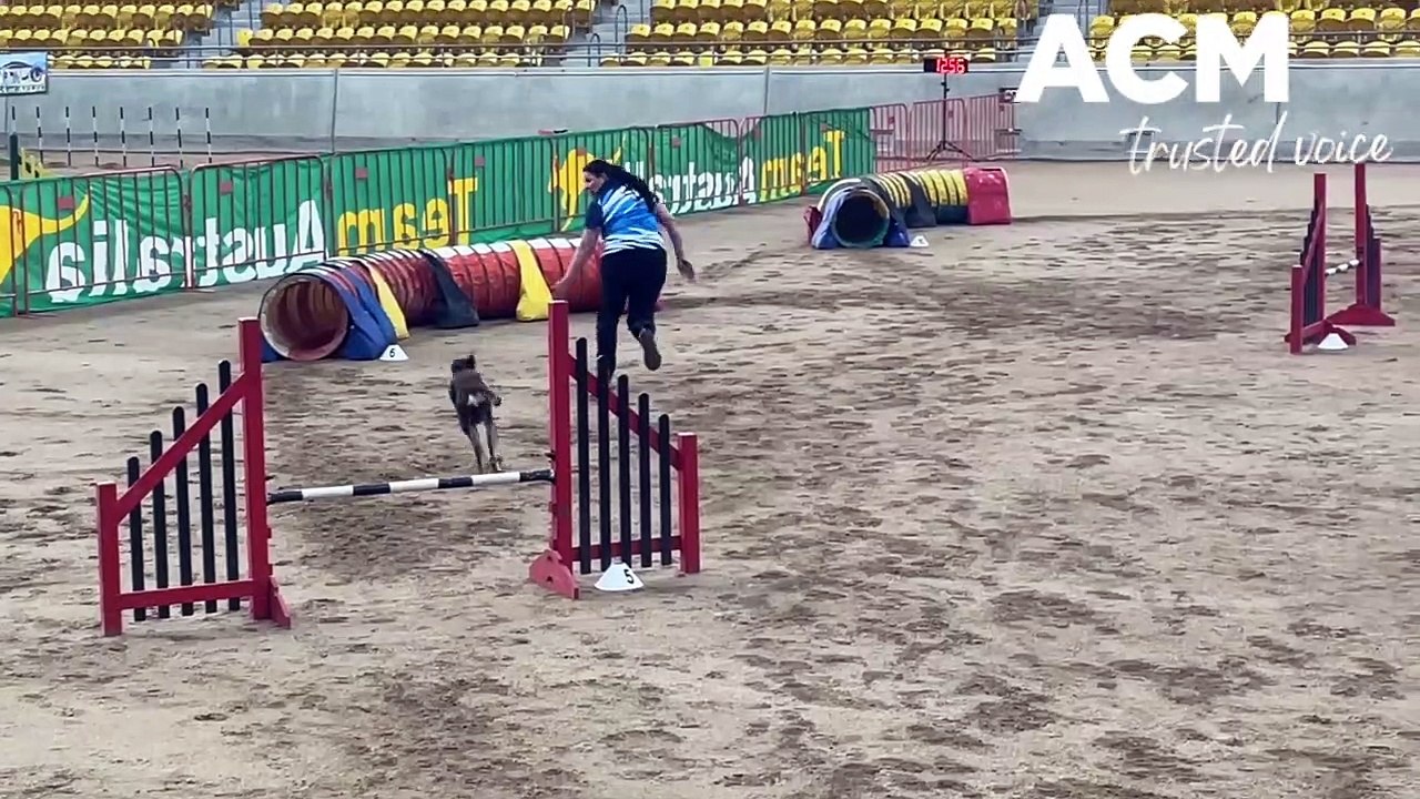 Dog Agility Grand Prix Tamworth. Video by Rachel Gray ACM video