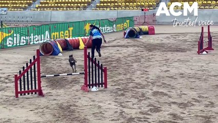 Dog Agility Grand Prix Tamworth. Video by Rachel Gray ACM