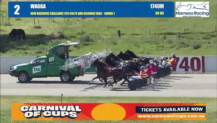 Oliver Dan wins NSW Breeders Challenge heat at Wagga