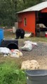 Black Bear Raids The Trash