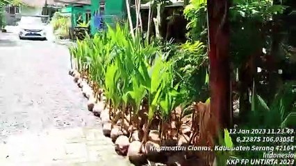 Kemitraan Penyediaan Bibit Kelapa CM - Poktan Pondok Kahuripan Ciomas