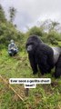 Un gorille frappe son torse et c'est impressionnant