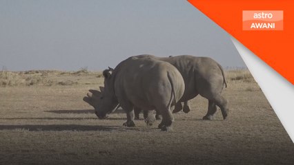 Hanya Najin & Fatu, badak sumbu putih utara ambang kepupusan