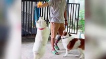 Pet dogs fight but only behind the safety of kennel bars