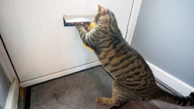 Cat v Postman: Royal Mail delivers ultimatum to couple over tabby