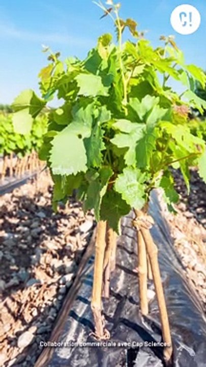 Comment créer des vignes plus tolérantes à la sécheresse ?