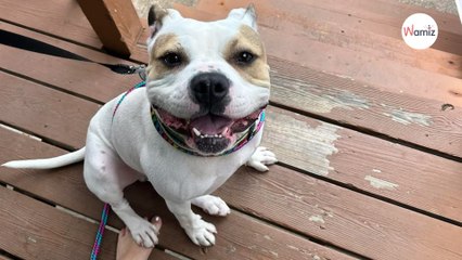 Invité dans une famille le temps d’un weekend, ce chien de refuge a une réaction bouleversante