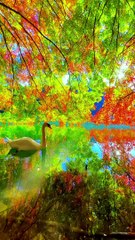 Lake Minami Inagako, Yamanashi, Japan