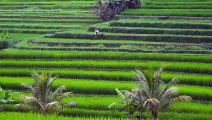 Jatiluwih Rice Terraces - Keindahan Objek Desa Wisata Jatiluwih Bali - Dengan Panorama Persawahan yang Indah