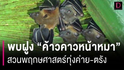 พบฝูง "ค้าวคาวหน้าหมา" สวนพฤกษศาสตร์ทุ่งค่าย-ตรัง | HOTSHOT เดลินิวส์ 22/09/66