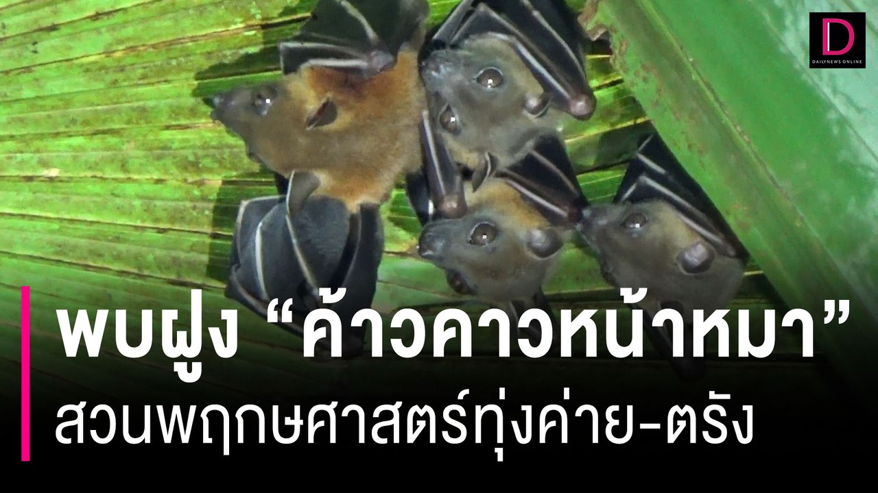 พบฝูง "ค้าวคาวหน้าหมา" สวนพฤกษศาสตร์ทุ่งค่าย-ตรัง | HOTSHOT เดลินิวส์ 22/09/66
