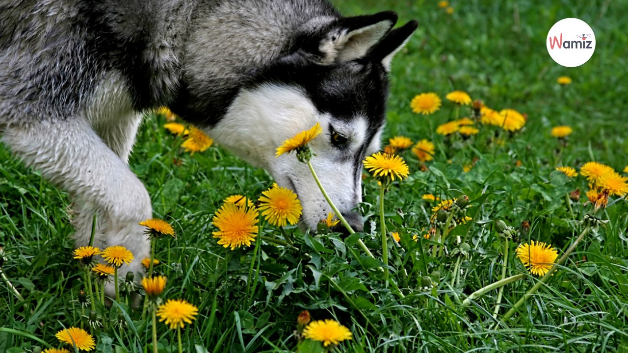 Herrchen läuft verkleidet hinter seinem Husky hinterher: Seine Reaktion ist unglaublich