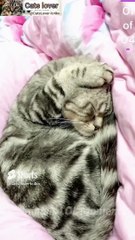 Cat Meowing|Cat Sound| Cute Cat Videos #shorts #cat #cats #dog #puppy #catlover #catfunnyshorts