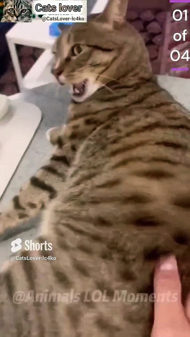 ⁣Cat Meowing|Cat Sound| Cute Cat Videos #shorts #cat #cats #dog #puppy #catlover #catfunnyshorts