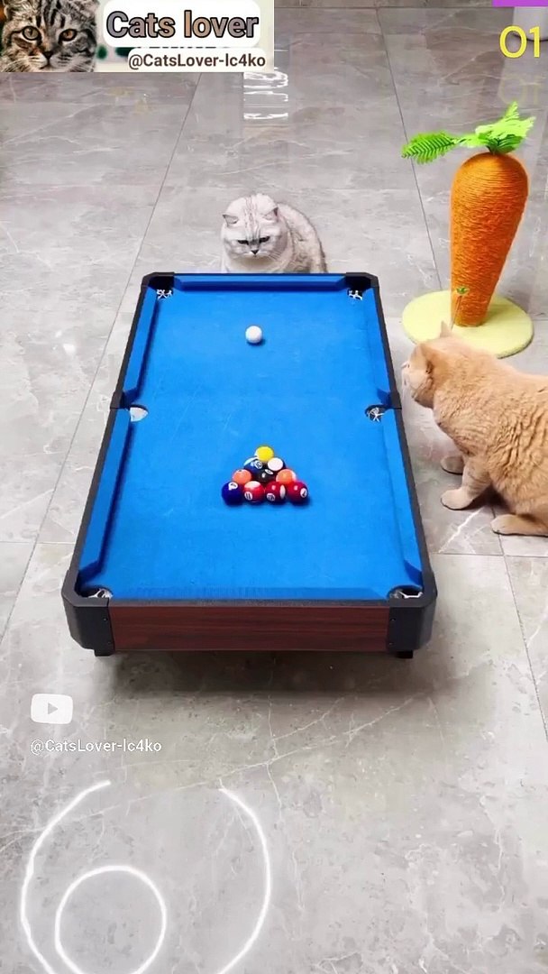 ⁣Cat Meowing|Cat Sound| Cute Cat Videos #shorts #cat #cats #dog #puppy #catlover #catfunnyshorts