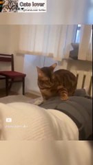 Cat Meowing|Cat Sound| Cute Cat Videos #shorts #cat #cats #dog #puppy #catlover #catfunnyshorts