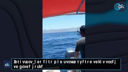 Increíble una orca y un delfín chocan entre ellos en pleno salto