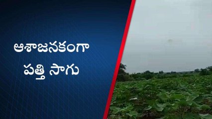 ఆదిలాబాద్: జిల్లాలో ఆశాజనకంగా పత్తి సాగు
