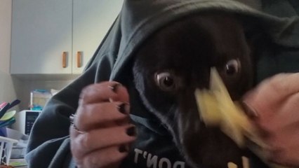 Hilarious Video of a Border Collie having some snacks *Crazy Animal Video*