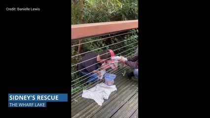 Animal rescuers come to the aid of Sidney the swan