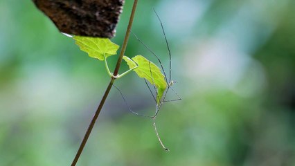 Asian Stick Insect