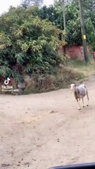 Koyunlar 300 kilogram kenevir yedi... Kafayı buldular