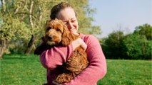 Alsace : une maire limite le nombre de chiens par foyers, des habitants obligés d'abandonner leur animal