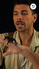 On mange des araignées quand on dort ?