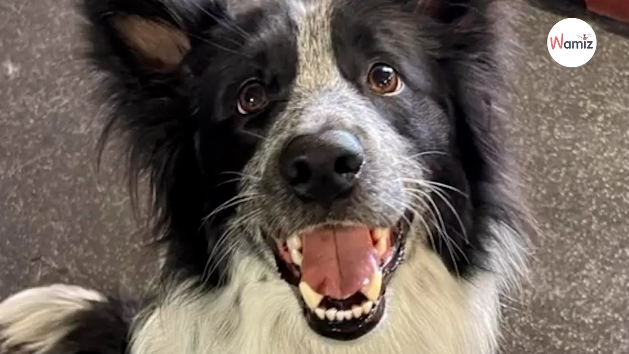 Une garderie pour chiens filme les réactions des toutous face aux compliments... et c'est adorable !