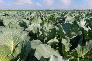 Légumes perpétuels : ces 6 légumes à planter qui repoussent à l’infini