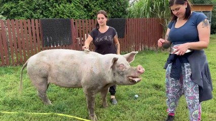 Świnki w Fundacji Niechciane i Zapomniane