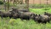 فيديو: تكاثر غير متوقع لحيوانات وحيد القرن الإفريقي بعد أن كانت مهددة بالإنقراض