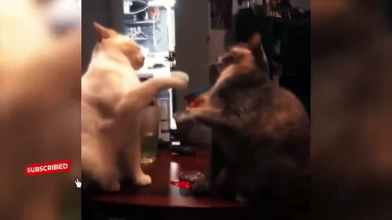 dog and cat funny video 18