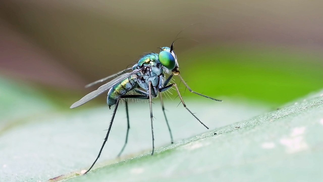 Asian Long Legged Fly