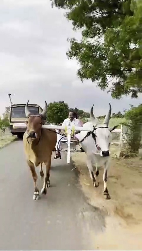 நாட்டாமை சரத்குமார் தொணியில் கிளாசாக மாட்டுவண்டி ஓட்டி மகிழ்ந்த அமைச்சர்