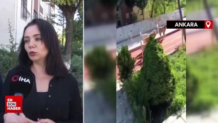 Ankara'da başıboş köpekler mahalle sakinlerini perişan etti