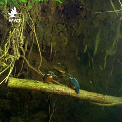 Rare footage captures kingfisher family on camera for the first time at Washington Wetland Centre