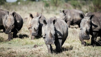 Zahl der Nashörner in Afrika steigt wieder