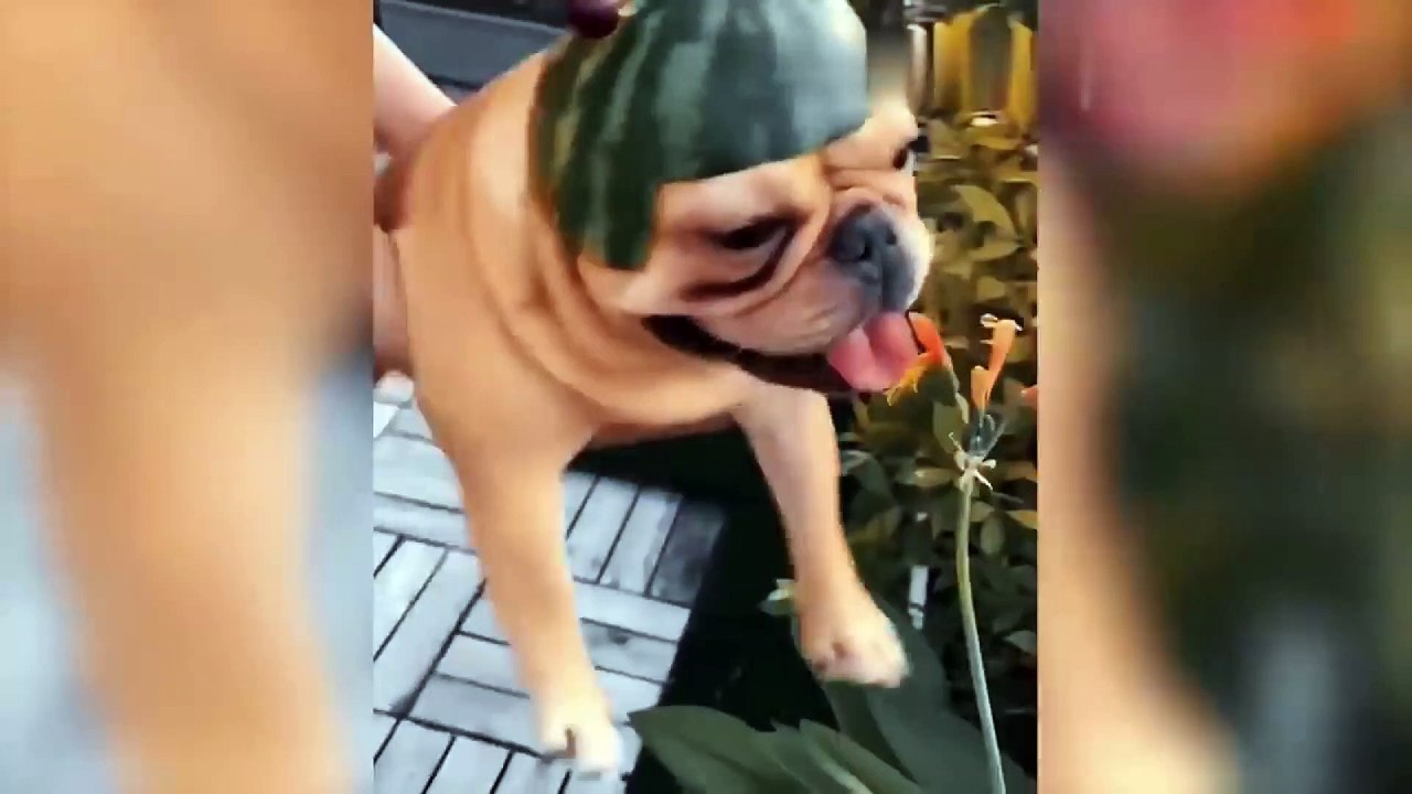 dog and cat funny video 20