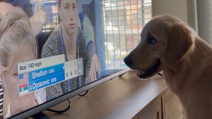 Doggo serves cuteness goals by passionately watching a US Open semi-final game