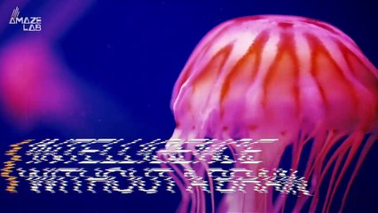 Modern Day Jellyfish Evolved Quite a Long Time Ago