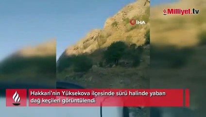 Yüksekova’da sürü halinde dağ keçisi görüntülendi