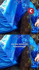 Ils chassent les braconniers de palmistes
