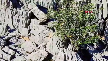 Antalya'da Gidengelmez Yaban Hayatı Geliştirme Sahası'nda Anne Ayı ve Yavruları Görüntülendi