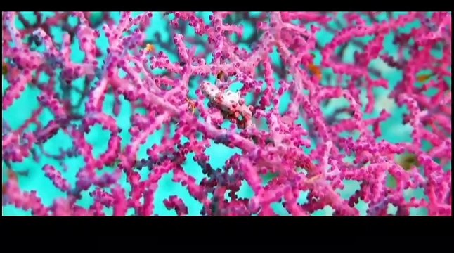 Transparent fish, golden crab spider and more//Poisson transparent, araignée crabe dorée et plus