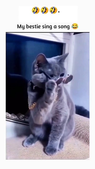 Cat singing a song