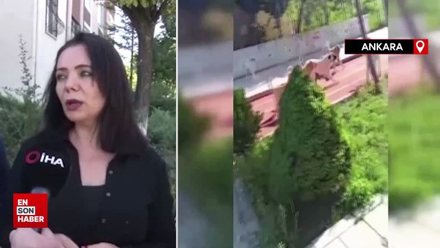 Ankara'da başıboş köpekler mahalle sakinlerini perişan etti