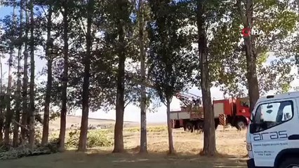 Yüksek gerilim hattının üzerinden geçtiği 200 ağaç kesildi