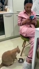 very funny cat and dogs compilation #short