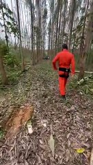 Árvore desaba e deixa trabalhador ferido em Atalaia